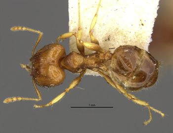 Media type: image;   Entomology 8698 Aspect: habitus dorsal view